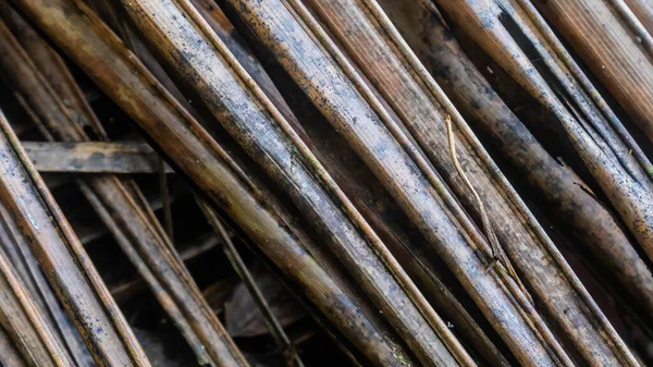 Arkaplan olarak kuru palmiye yaprağı dokusu