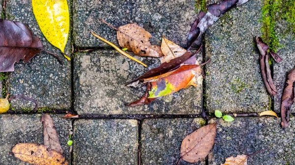 Arkaplanda Sonbahar Yaprakları Olan Kaldırım Blokları — Stok fotoğraf