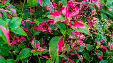 arka plan olarak güzel ve şaşırtıcı kırmızı yapraklar