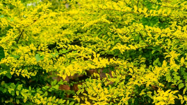 Красивые Удивительные Желтые Листья Качестве Фона — стоковое фото