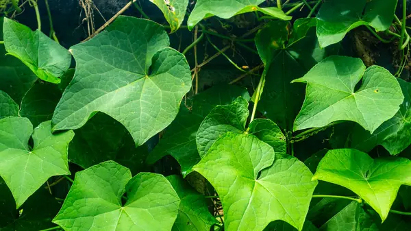 Arka Plan Olarak Güzel Şaşırtıcı Yeşil Yapraklar — Stok fotoğraf