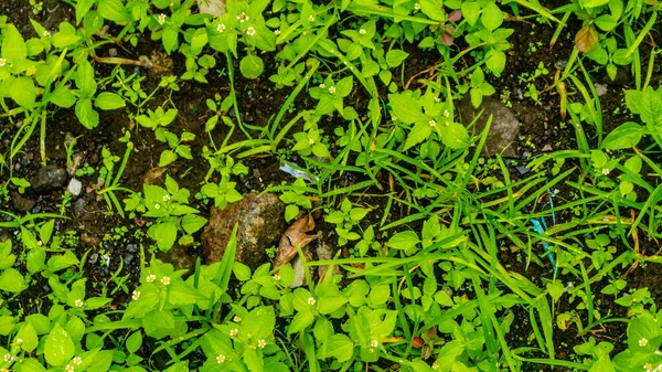 Vacker Och Fantastisk Grön Liten Ogräs Växt — Stockfoto