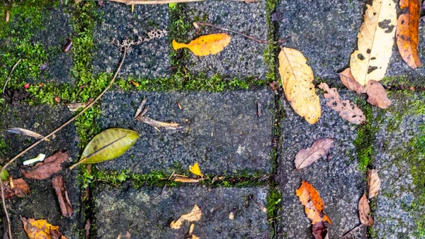 Paving Blocks Autumn Leaves Background — Stock Photo, Image