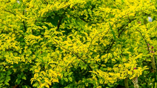 Güzel Şaşırtıcı Sarı Yapraklar Arka Plan Olarak — Stok fotoğraf