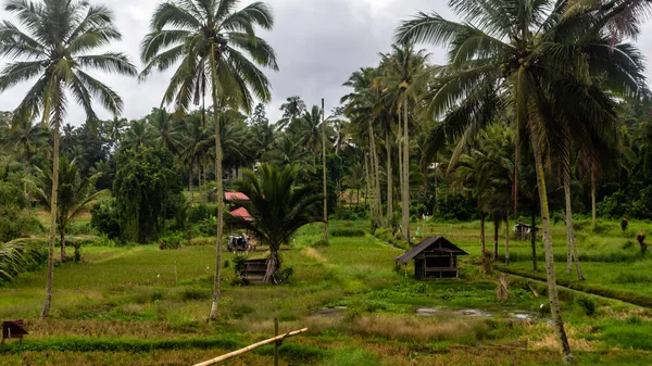 Eine Kleine Hütte Inmitten Eines Reisfeldes — Stockfoto