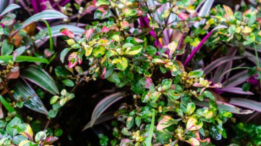 arka plan olarak güzel ve şaşırtıcı kırmızı yapraklar