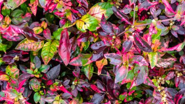 arka plan olarak güzel ve şaşırtıcı kırmızı yapraklar