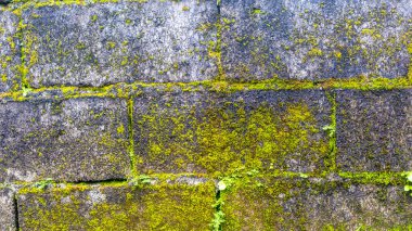 Arkaplan olarak yosunlu tuğla duvar