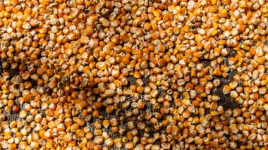 Arkaplan olarak mısır çekirdeği yığını