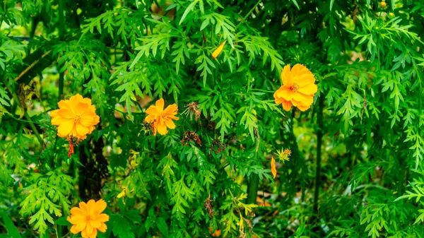 Krásná Úžasná Žlutá Síra Kosmos Květ — Stock fotografie