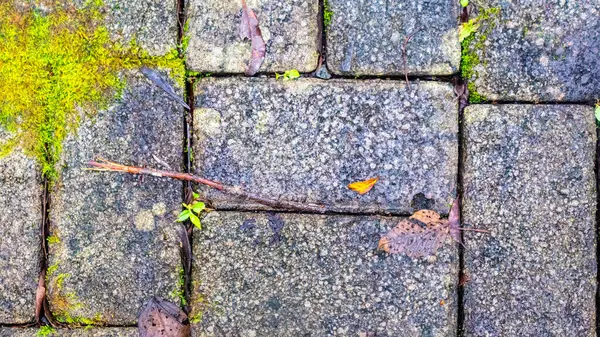 Kostki Brukowej Jesiennymi Liśćmi Tle — Zdjęcie stockowe