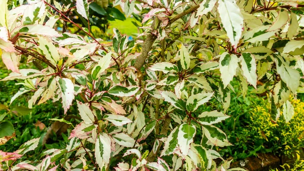 Красивые Удивительные Белые Зеленые Листья Качестве Фона — стоковое фото