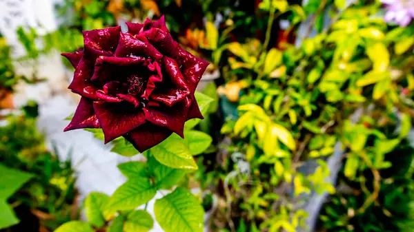 Bela Surpreendente Rosa Flor Como Fundo — Fotografia de Stock
