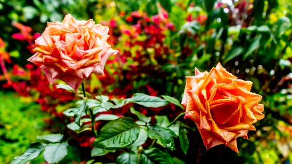 Bela Surpreendente Rosa Flor Como Fundo — Fotografia de Stock