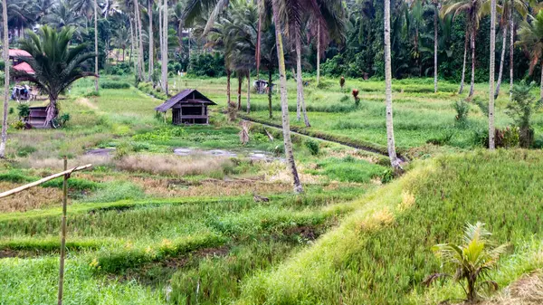 쌀밭의 한가운데에 오두막 — 스톡 사진