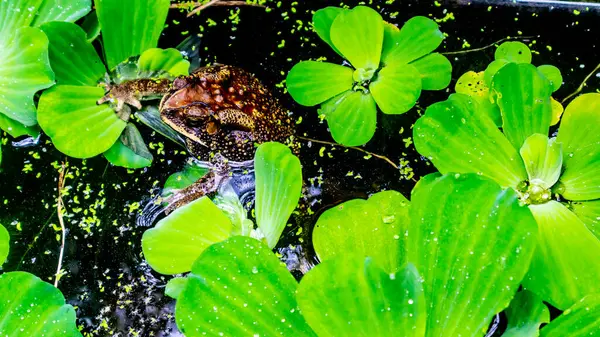 Βάτραχος Στο Νερό Και Περιβάλλεται Από Υδρόβια Φυτά — Φωτογραφία Αρχείου