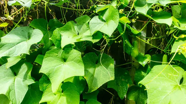 Folhas Verdes Bonitas Surpreendentes Como Fundo — Fotografia de Stock