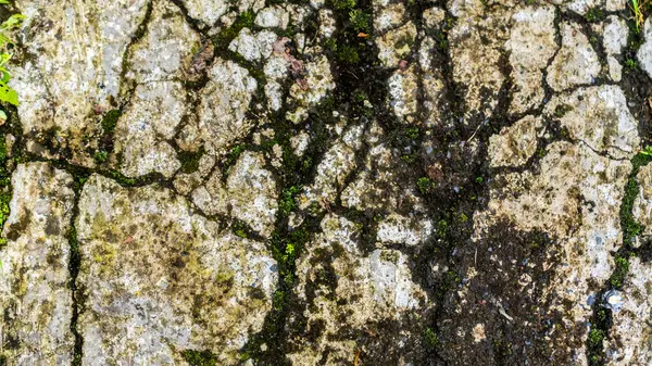 Old Concrete Road Has Started Break Mossy — Stock Photo, Image