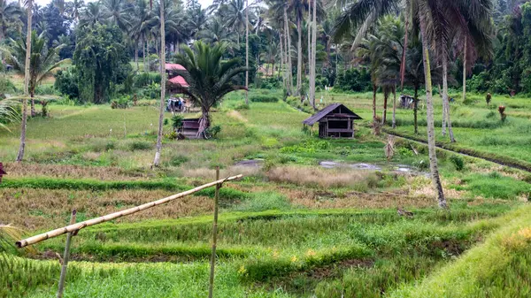 Small Hut Middle Rice Field — Stock Photo, Image