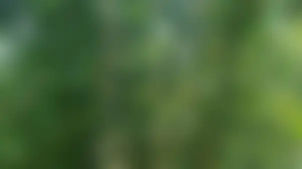 Градиент Размытые Бамбуковые Деревья Бамбуковые Листья Качестве Фона — стоковое фото