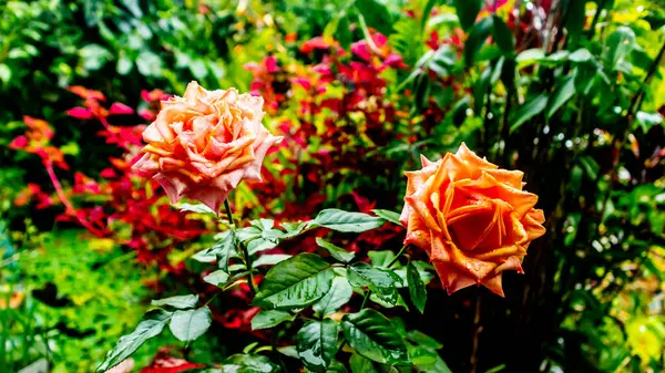 Красивый Удивительный Цветок Розы Качестве Фона — стоковое фото