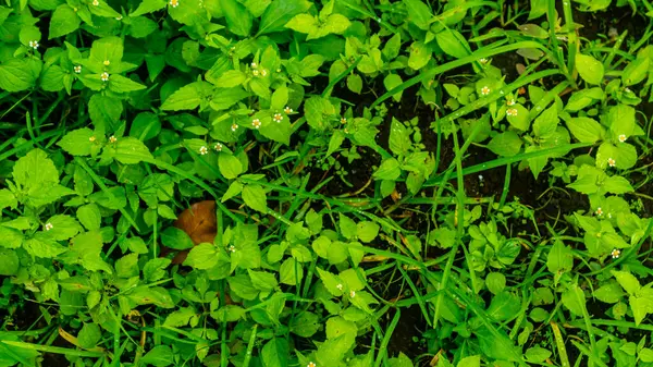 Bela Incrível Planta Erva Verde Pouco — Fotografia de Stock