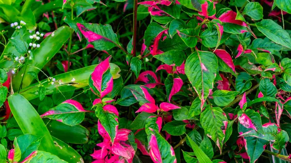 Arka Plan Olarak Güzel Şaşırtıcı Kırmızı Yapraklar — Stok fotoğraf