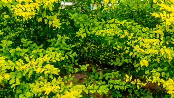 Schöne Und Erstaunliche Gelbe Blätter Als Hintergrund — Stockfoto