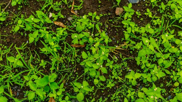 Güzel Şaşırtıcı Yeşil Bitkisi — Stok fotoğraf