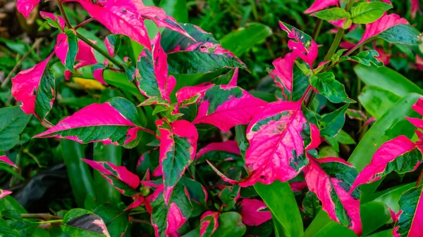 Beautiful Amazing Red Leaves Background — Stock Photo, Image