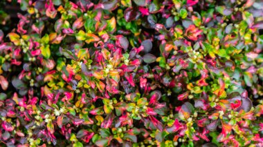 arka plan olarak güzel ve şaşırtıcı kırmızı yapraklar