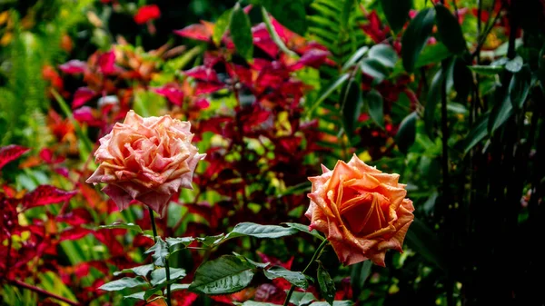 Hermosa Sorprendente Flor Rosa Como Fondo — Foto de Stock