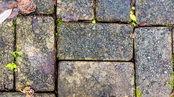 Paving blocks with autumn leaves in the background