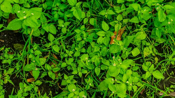 Beautiful Amazing Green Little Weed Plant — Stock Photo, Image