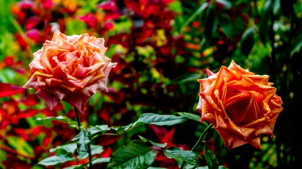 Schöne Und Erstaunliche Rosenblüte Als Hintergrund — Stockfoto