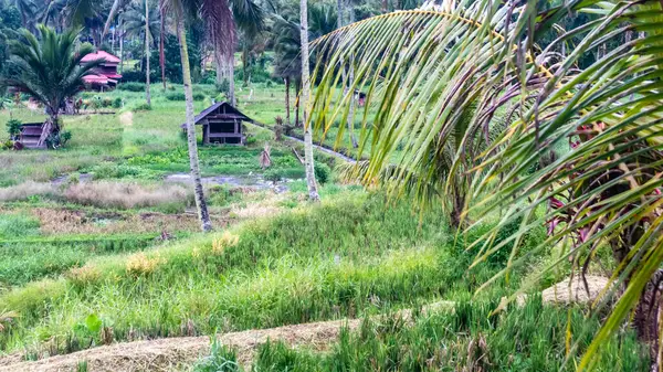 쌀밭의 한가운데에 오두막 — 스톡 사진