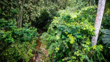 Yeşil ağaçlı küçük bir nehir.