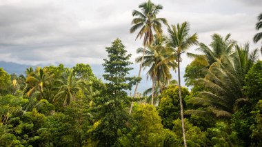 Güzel ve şaşırtıcı yeşil ağaçlar.