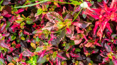 arka plan olarak güzel ve şaşırtıcı kırmızı yapraklar