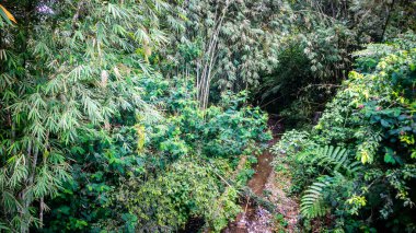 Yeşil ağaçlı küçük bir nehir.