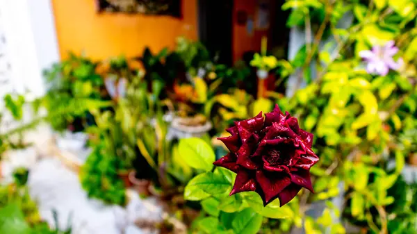 Belle Étonnante Fleur Rose Comme Fond — Photo
