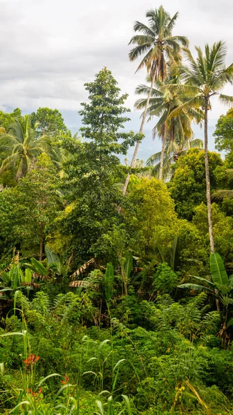 stock image beautiful and amazing green trees