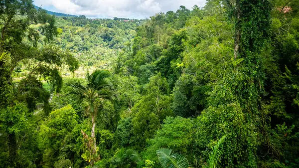 Güzel ve şaşırtıcı yeşil ağaçlar.