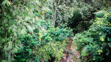 Yeşil ağaçlı küçük bir nehir.