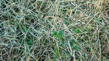 Yerdeki kuru saman yığını.