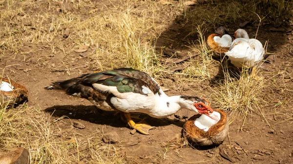 Hühner Und Enten Fressen Garten — Stockfoto