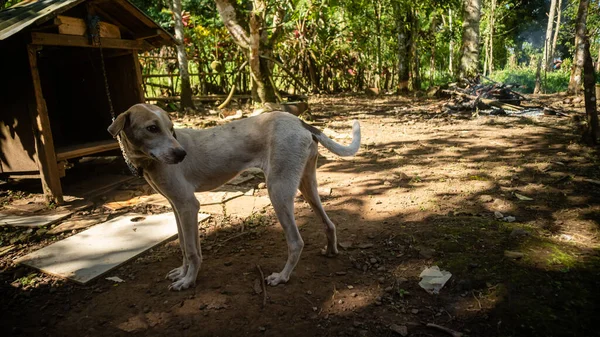 Bahçedeki ağacın altında dinlenen bir köpek.