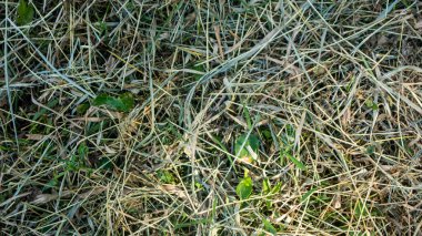 Yerdeki kuru saman yığını.