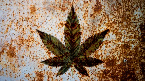 背景のための大麻の葉の質 — ストック写真