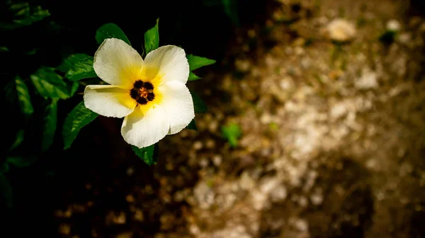Τόσο Όμορφο Λουλούδι Turnera Subulata — Φωτογραφία Αρχείου